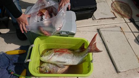 リトルワン 釣果