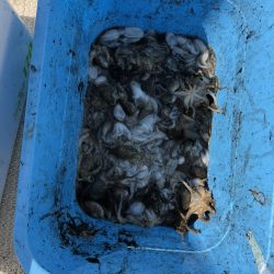 リトルワン 釣果