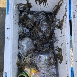 リトルワン 釣果