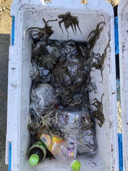 リトルワン 釣果