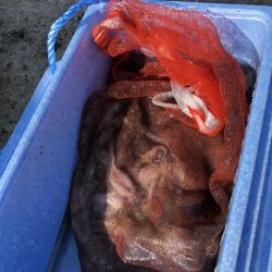 リトルワン 釣果