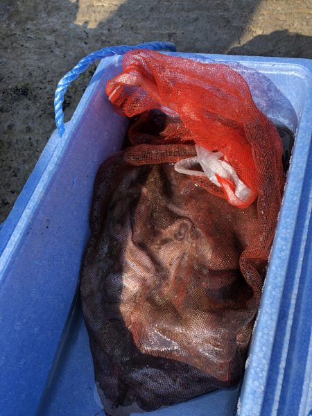 リトルワン 釣果