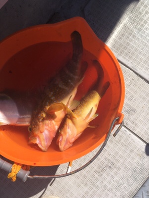 シーモンキー 釣果