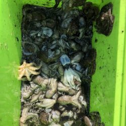 リトルワン 釣果