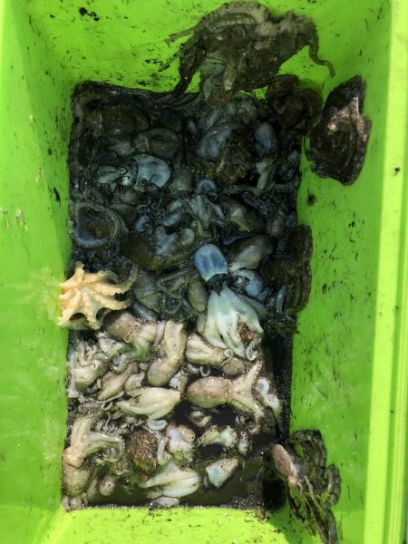 リトルワン 釣果