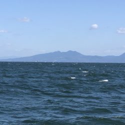 リトルワン 釣果