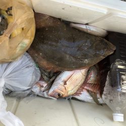 リトルワン 釣果