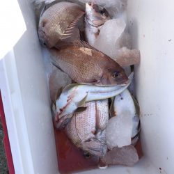 リトルワン 釣果