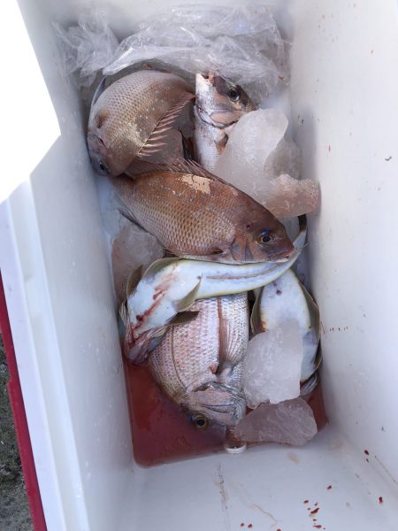 リトルワン 釣果