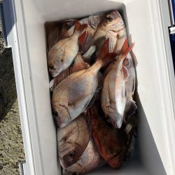 リトルワン 釣果