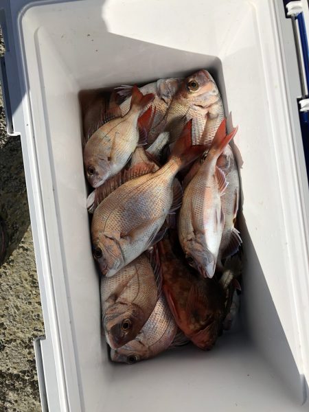 リトルワン 釣果