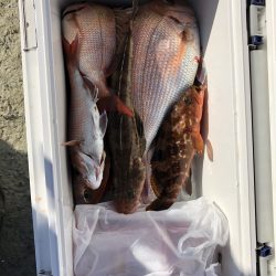 リトルワン 釣果