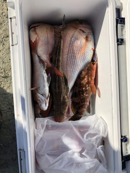 リトルワン 釣果