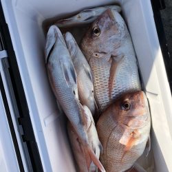 リトルワン 釣果