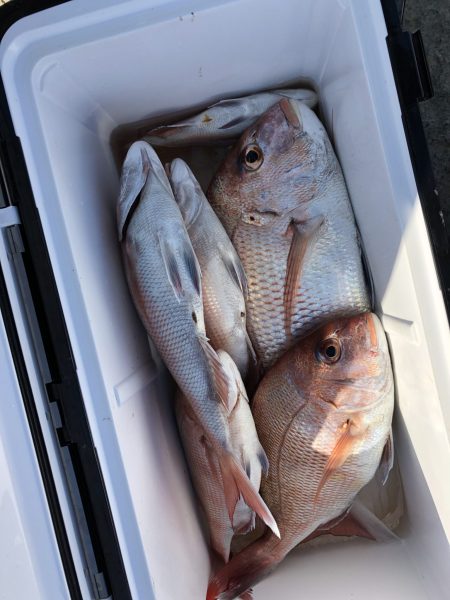 リトルワン 釣果