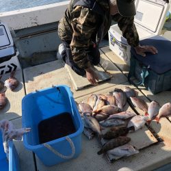 リトルワン 釣果