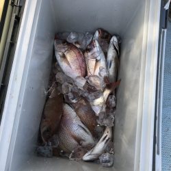 リトルワン 釣果