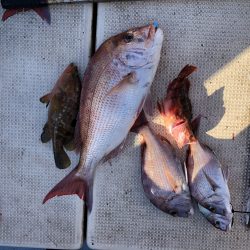 リトルワン 釣果