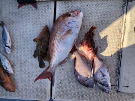 リトルワン 釣果