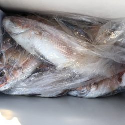 リトルワン 釣果