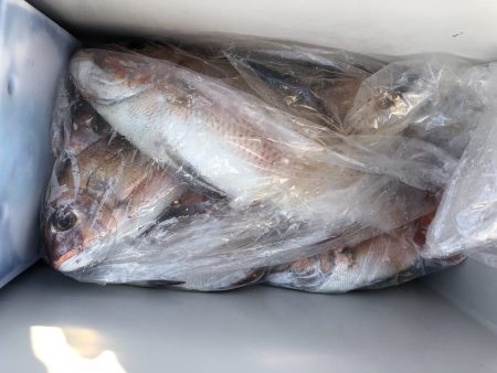 リトルワン 釣果