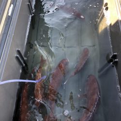 リトルワン 釣果