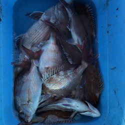 リトルワン 釣果