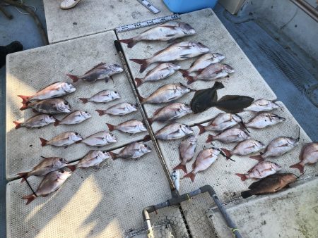 リトルワン 釣果