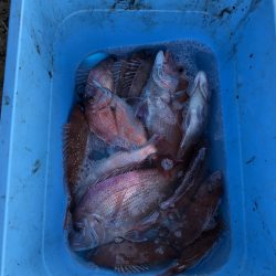 リトルワン 釣果