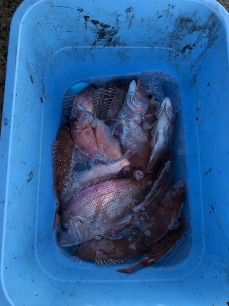 リトルワン 釣果