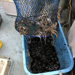 リトルワン 釣果