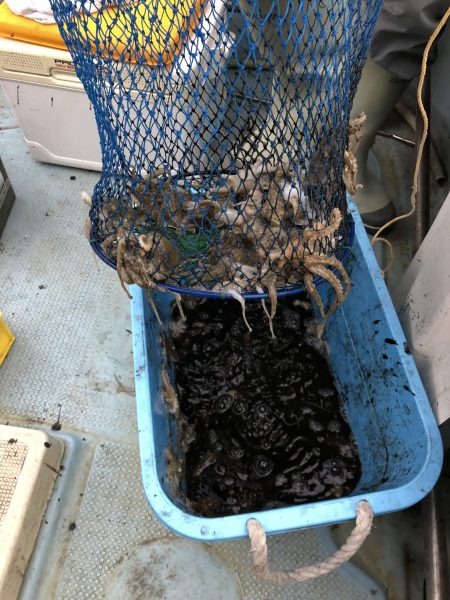 リトルワン 釣果