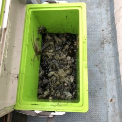 リトルワン 釣果