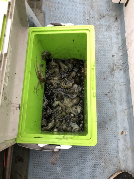 リトルワン 釣果