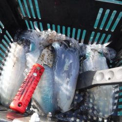 BlueNote Fishing Taxi 釣果