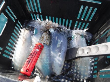 BlueNote Fishing Taxi 釣果