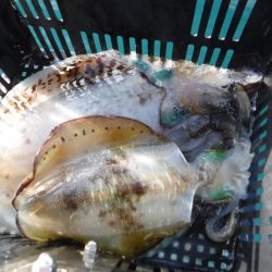 BlueNote Fishing Taxi 釣果