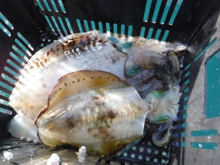 BlueNote Fishing Taxi 釣果