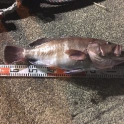 シーモンキー 釣果