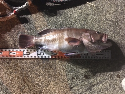 シーモンキー 釣果