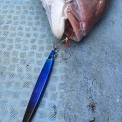 シーモンキー 釣果