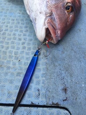 シーモンキー 釣果