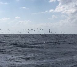 シーモンキー 釣果