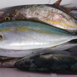 しば渡船 釣果
