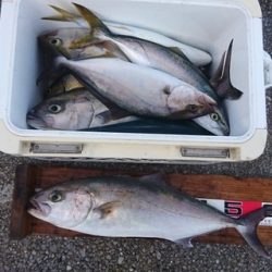 しば渡船 釣果