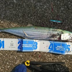 サゴシは底を取ってからの速巻きに好反応　LUMICAメタルジャッカー新色インプレッション