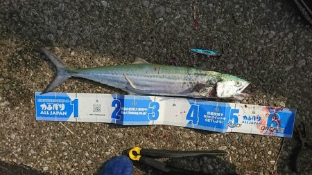 サゴシは底を取ってからの速巻きに好反応　LUMICAメタルジャッカー新色インプレッション