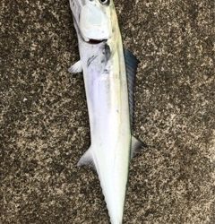 アクションをつけ音を生み出して誘うのが◎ LUMICAメタルジャッカー新色インプレッション