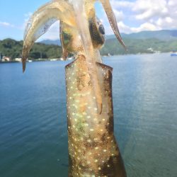 愛媛県愛南フィールドでロックフィッシュ&エギング【ケロロ氏連載 vol.4】