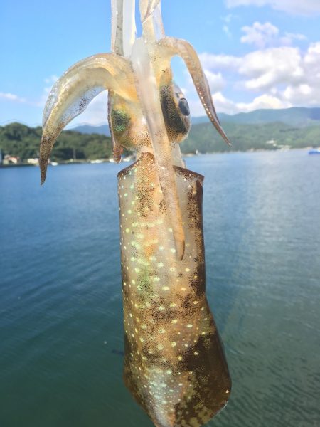 愛媛県愛南フィールドでロックフィッシュ&エギング【ケロロ氏連載 vol.4】